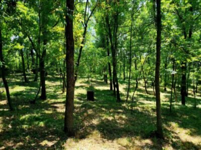 Teren de 62 ari în Poiana Domnească, utilități conectate