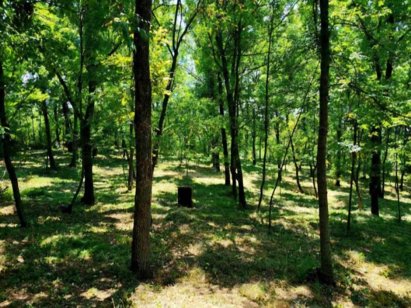 Teren de 62 ari în Poiana Domnească, utilități conectate